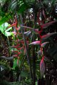 HELICONIA retombant rose et vert. Amérique du sud. Musaceae. 3-4m